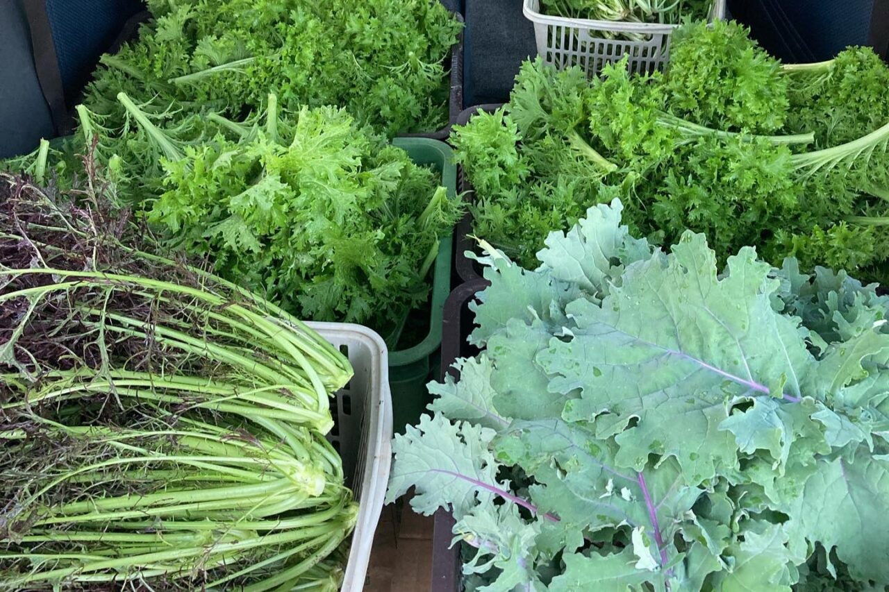 ふなくぼ農園の葉物野菜