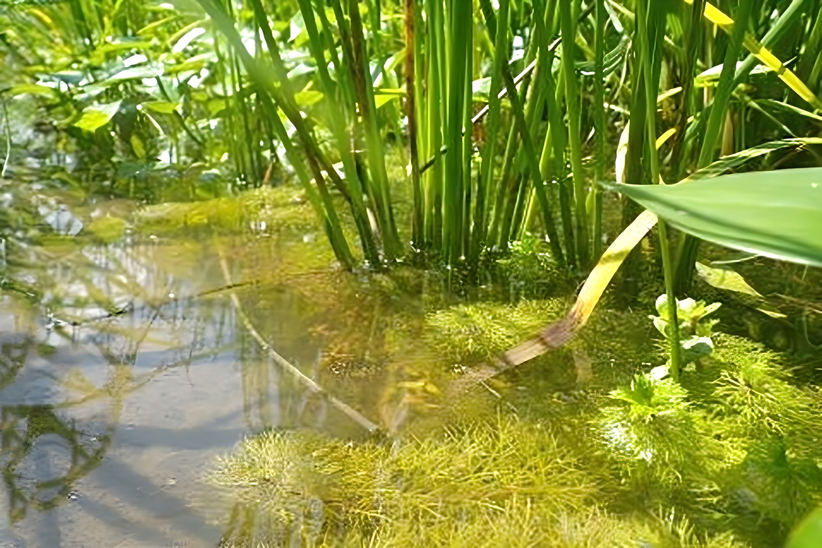 ふなくぼ農園さんの自然栽培の田んぼ近景