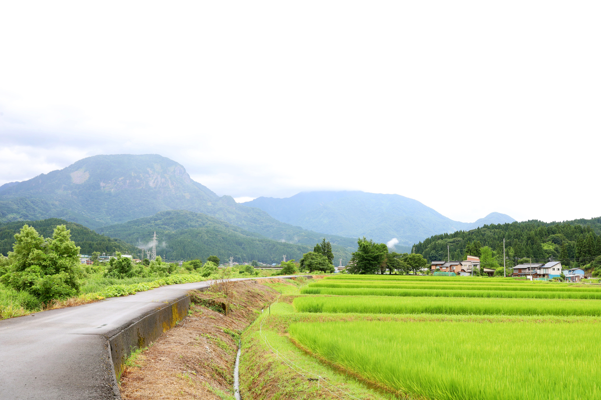 005_渡辺酒造店根知川沿いの田んぼ