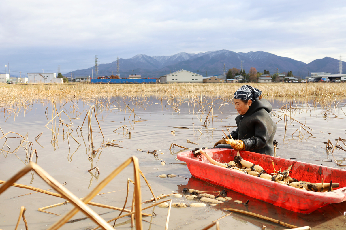013_自然栽培の冬のレンコン収穫06.jpg