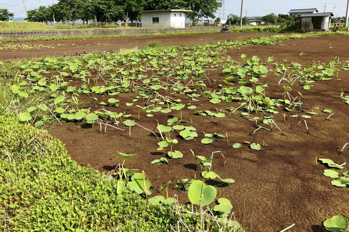 023_春の自然栽培の浮草に覆われたレンコンの田んぼ羽賀さんご支給.jpg
