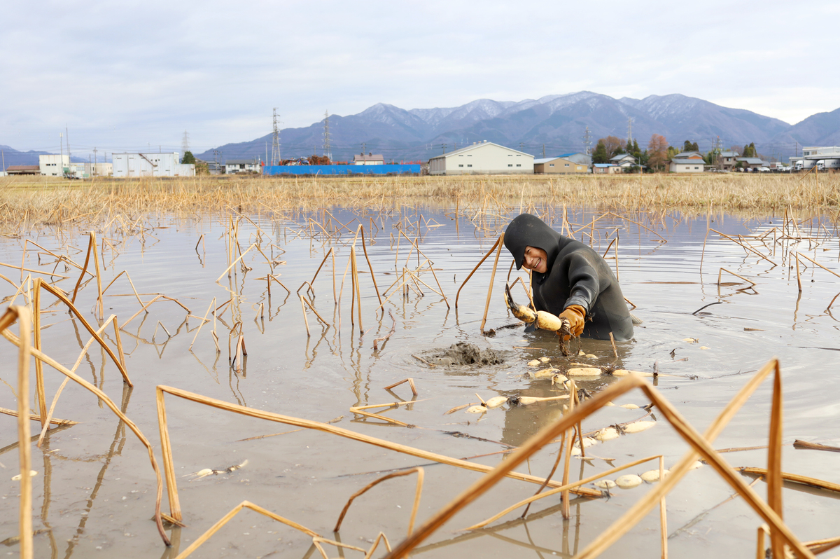 011_自然栽培の冬のレンコン収穫04.jpg